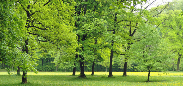 The Impact of Nature on Mental Health: Exploring Ecotherapy and Green Spaces